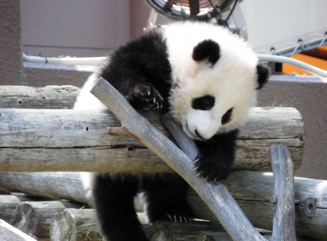 ワイ「浮気しません暴力を振るいませんギャンブルしません酒飲みません」女「顔がね…」→チャラ男の場合ｗｗｗｗｗｗ