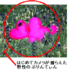 野性のぷりんてぃん